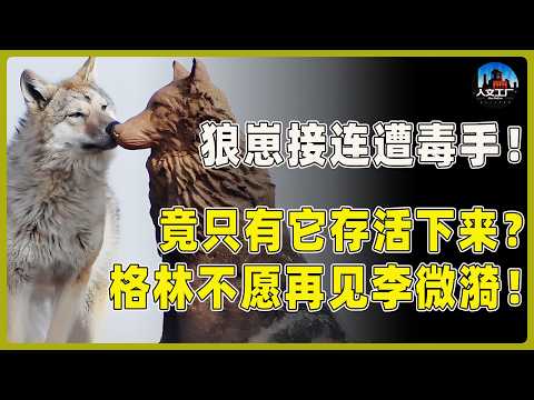 狼崽接连遭毒手！竟只有它存活下来！难怪格林不愿再见李微漪！#重返狼群 #李微漪 #马未都#许子东#尹烨#圆桌派 #圆桌派第八季 #格林