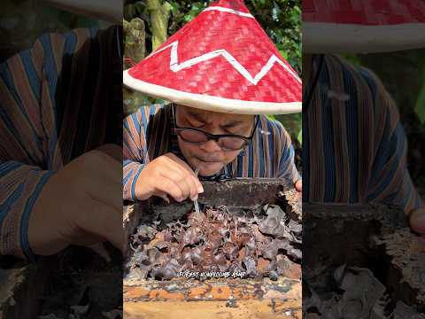 ASMR Drinking Wild Stingless Bee Honey Pots - 38🍯🐝 #shorts