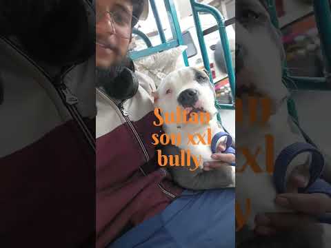 American bully xxl puppy son of sultan xxl #trending #trending #americanbully #tauseef #american