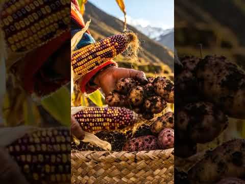¿Cómo los Huari domesticaron los Andes? ⏳✨