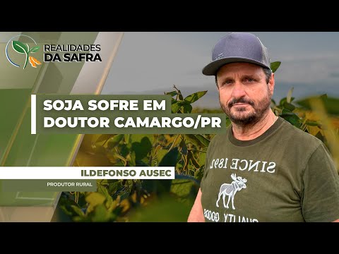 Soja sofre com irregularidade climática em Doutor Camargo/PR