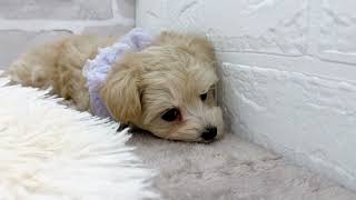 ハーフ犬の動画01