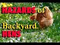 The Hazards of Backyard Hens 
