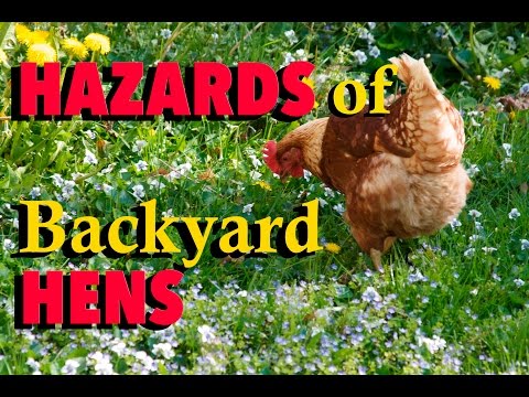 The Hazards of Backyard Hens Video