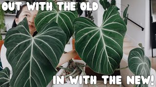 i adopted a bunch of (BIG) plants-- but i got rid of some too!!