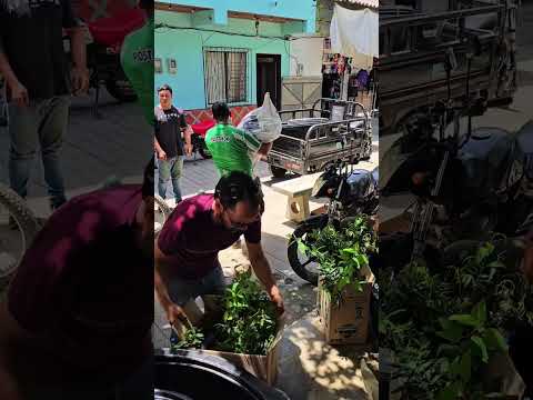 🐄🌱 ¡Fortalecemos el sector ganadero de Peque!