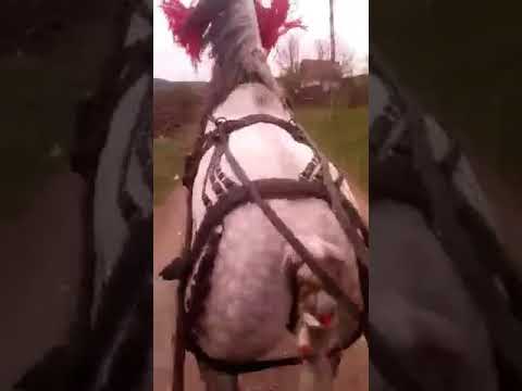 De vanzare : 0742583805