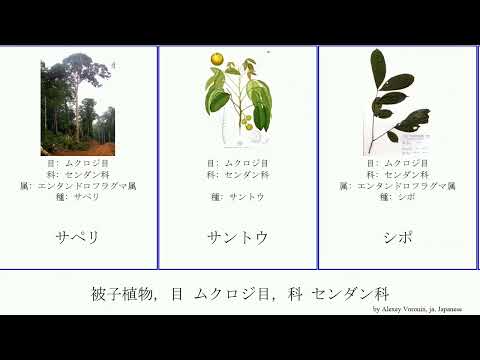 センダン科について詳しく解説
