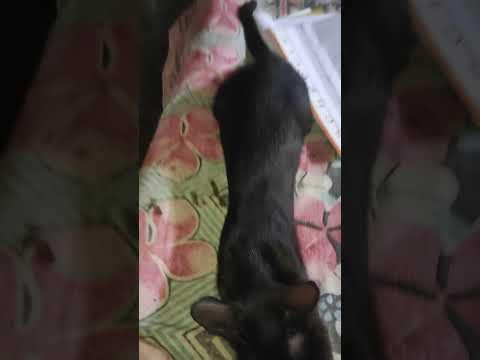 #cat #pets #cute #goodmoring#everyone ❤️