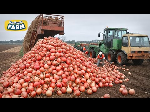 Modern Onion Farming Technology: How to Process TONS of Onions in Factory