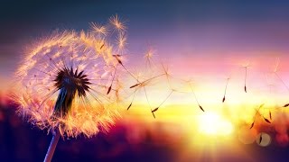 3 HOURS Best Relaxing Music | Piano + Flute | Study - Sleep - Meditation - Yoga - Relaxation - Spa