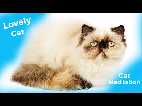 Deeply Peaceful Music for Stressed Cats | Cat Meditation