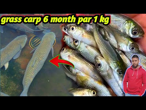 , title : 'grass carp fish farming in pond | seed stocking and culture | fish growth | big carp fish #fishinfo'