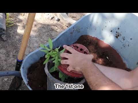 Allspice Trees Potting - Young Exotic Fruit Tree Transplanting (Pimenta dioica) AKA Pimenta