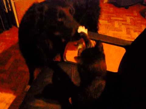 Video Paula und Sherina 002