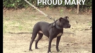 THOMPSON'S KENNEL'S (SWIFT LIKE THE WIND)