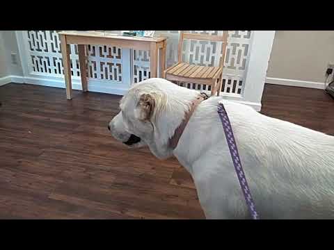 Our female Varvara Bayaz Bury at 2.5 years old.