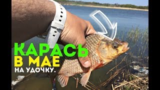 Кого ловят в мае на камеди