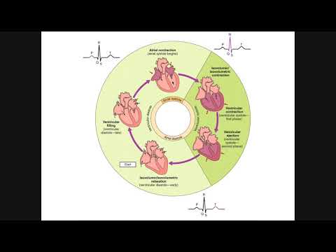 More Pressure-Volume (PV) Curves