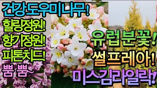 유럽분꽃! 미스김라일락! 썰프레아! 내정원에 꼭 필요한 향기 정원수~ 강력추천해요. 