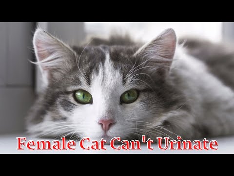 Female Cat Can't Urinate