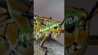 Download lagu belalang emas mp3