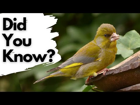 Things you want to know about GREENFINCHES!