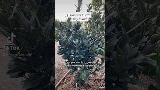 Grow Bay Laurel for your kitchen garden. #permaculture #foodforest