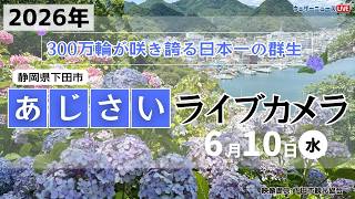 【LIVE】あじさいライブカメラ2026＠下田公園〜伊豆下田温泉あじさい祭〜｜2026年6月10日(水) #あじさい #紫陽花