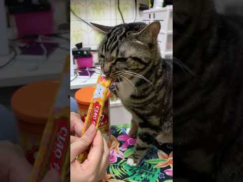 Ho Po Kei-CIAO 日本第一銷量貓小食 超級貓模短片大賽