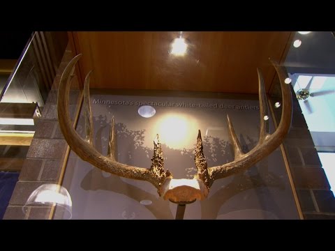 Record Antlers Unveiled