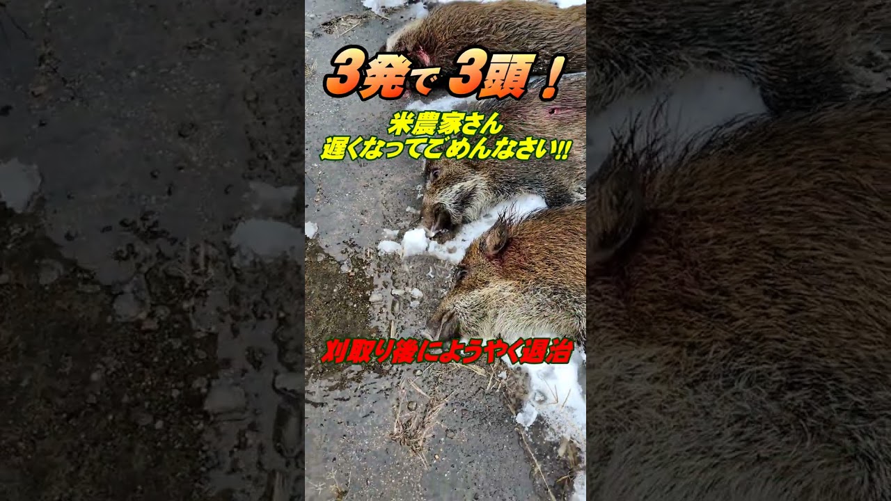 イノシシ３発で3頭！退治が遅くなってゴメンなさい！♯shorts