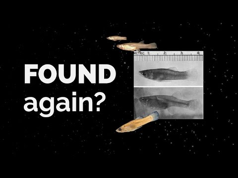 The MYSTERY of the San Marcos Gambusia!
