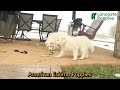 American Eskimo dogs for sale: Fluffy - Video 1