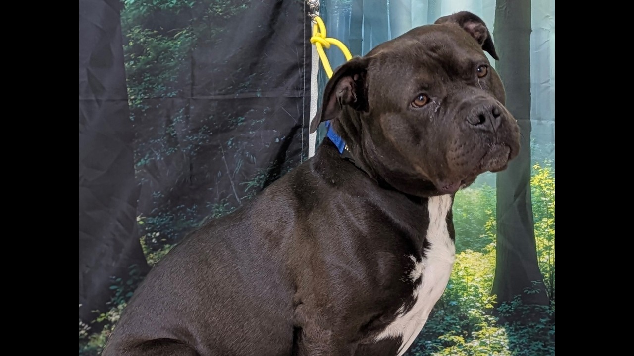 Enlarge Bruce, a ADOPTABLE mixed breed in Republic, WA video 6/6