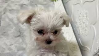 マルチーズの動画01