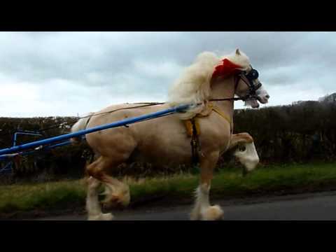 CREAM OF THE CROP 2014