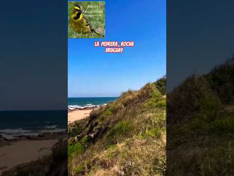 La Pedrera, Uruguay: playa, naturaleza y encanto único #uruguay #travel #nature #wildlife #turismo