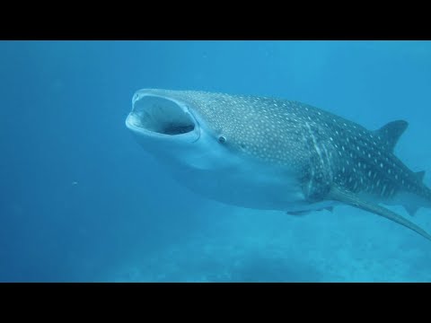 Videos del Boutique Beach Diving 4★ en Dhigurah, MaldivasVer MásVerPrecios8CerrarConsulta por Whatsapp 🇦🇷BookingTripadvisorExpediaAgodaSkyscannerKayakHotelesTurismocity