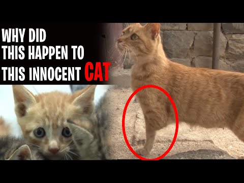 Why did this happen to this innocent Cat - Cat Rescue #shorts #cat