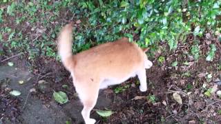 [問卦] 有沒有柴犬壓蛇蛇的卦卦？