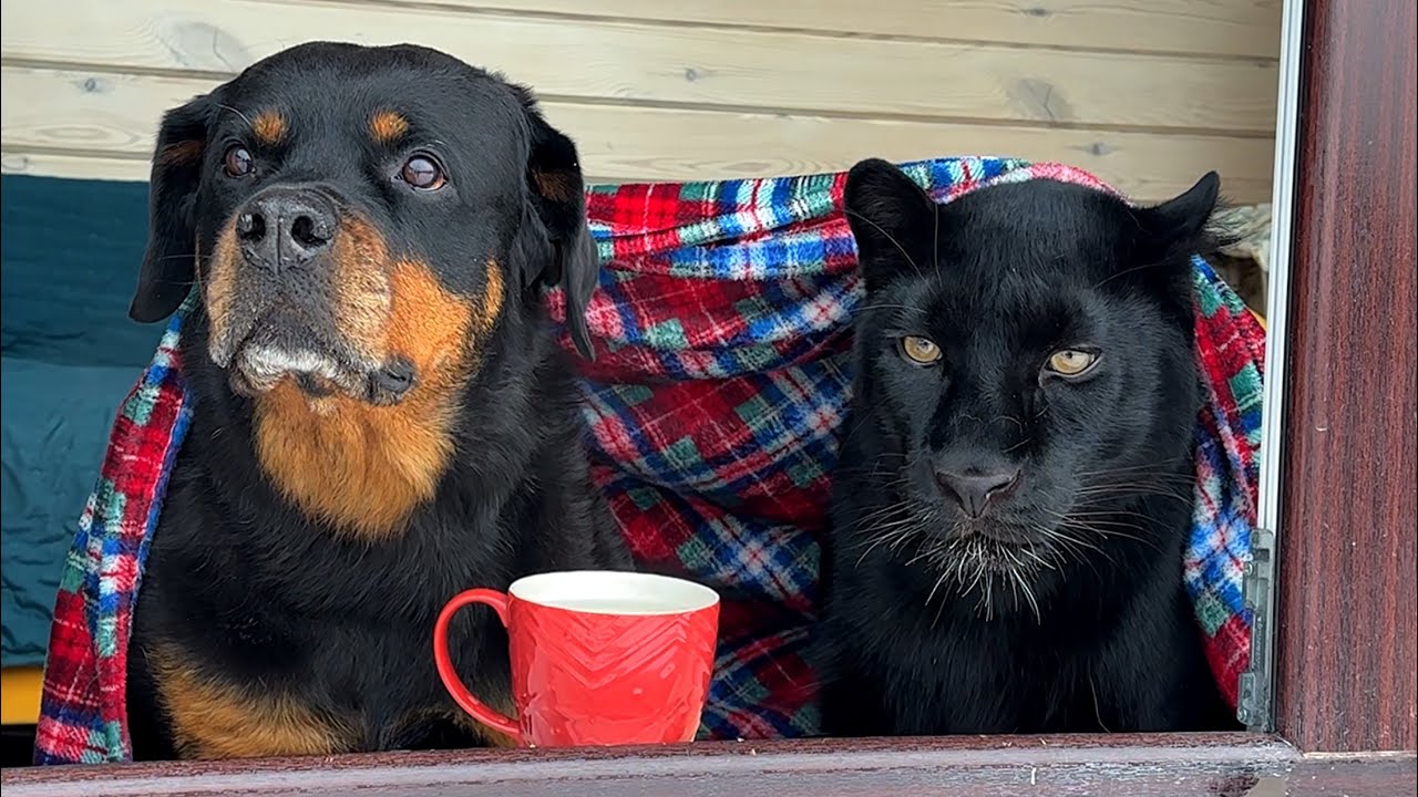 We sent Vova on vacation, Venya is going crazy, Luna the panther is in shock 😂(ENG SUB)