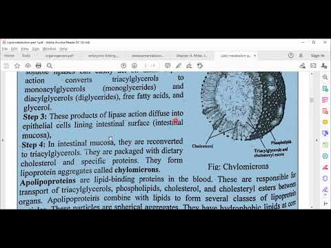 Lipid Metabolism ; Digestion; Mobilization and transport of fats