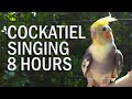 Pied Cockatiel Singing Sounds (Tono), Cockatiel Calls - Natural Song