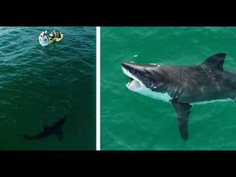 My Favorite Great White Shark Encounters Filmed...So Far