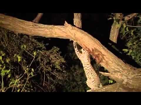 Leopardo adopta cría de babuino