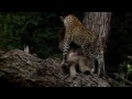 Leopardo adopta cría de babuino