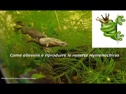 Come allevare e riprodurre le ranette Hymenochirus - Zio Pesce Blog