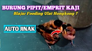 Cara Meloloh Anak Burung Emprit/Pipit Kaji || Kutilang Jinak