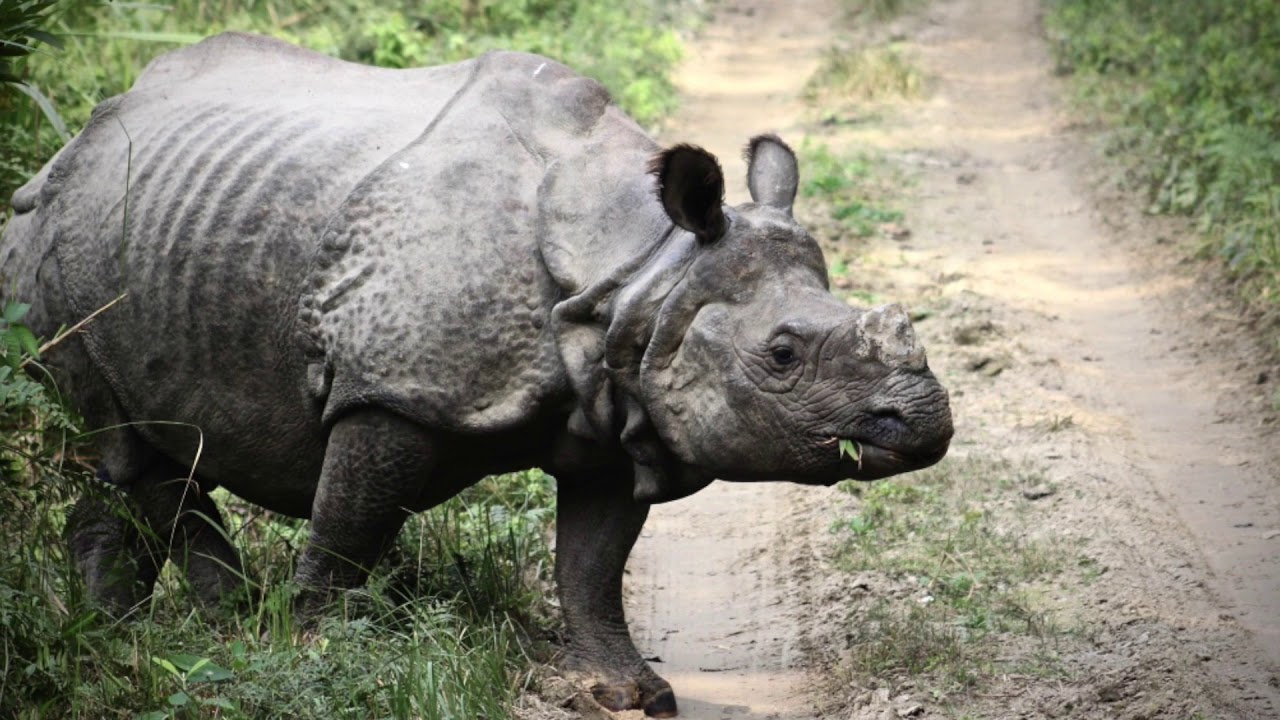 Conservation Strategy In Nepal